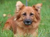 Femelle adulte Pomsky à vendre