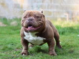 Mâle American Bully pour saillie