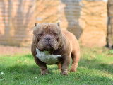 Mâle American Bully pour saillie