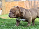 Mâle American Bully pour saillie