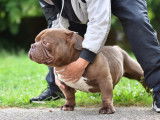 Mâle American Bully pour saillie