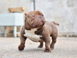 Mâle American Bully pour saillie