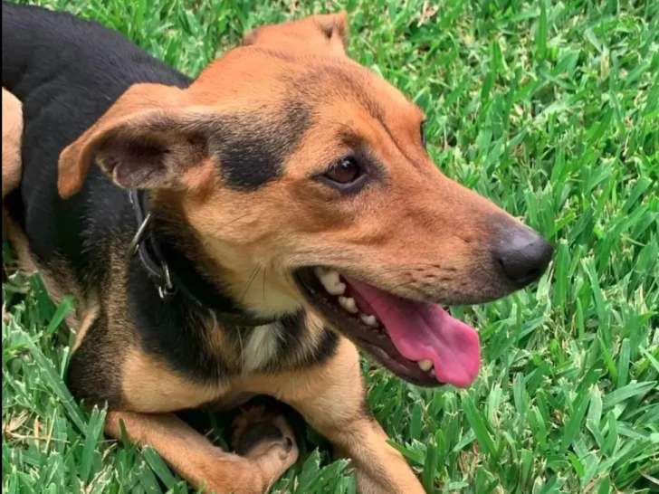 À adopter : chien noir et feu