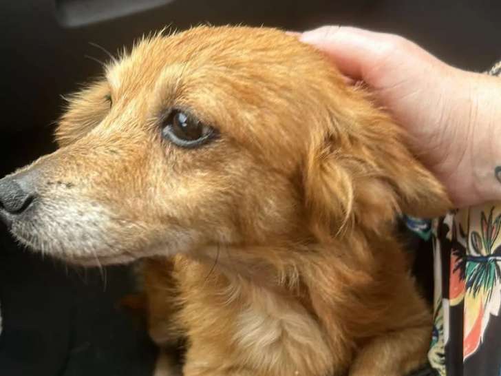Prête pour l'adoption : chienne de 4 ans