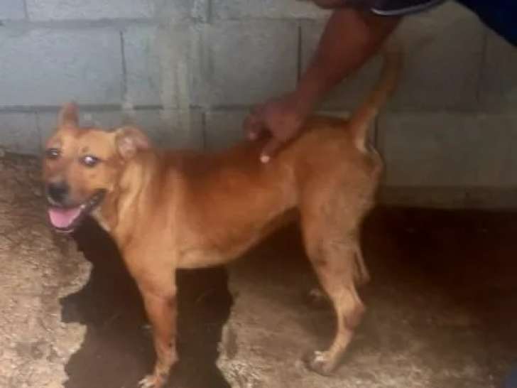 En attente d’adoption : chien au pelage marron