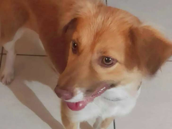 En attente d'une famille : chienne de 2 ans