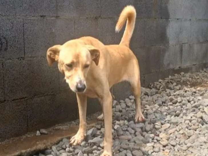 À accueillir : chien de couleur beige