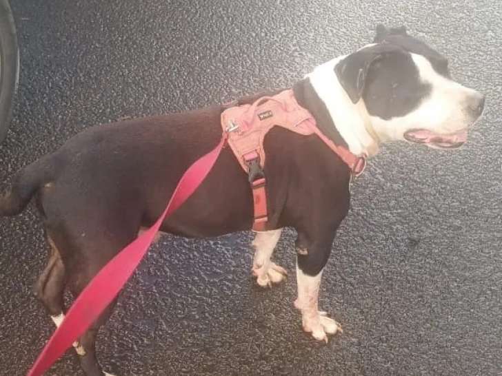 Adoption disponible : chien âgé de 6 ans