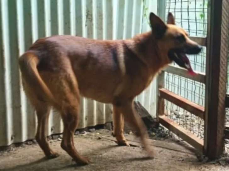 En quête d’un foyer : chien fauve charbonné