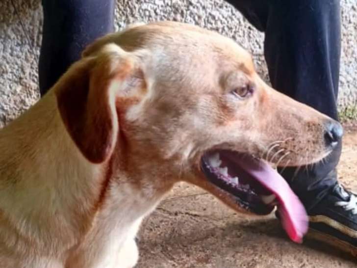 À la recherche d’une famille : chien beige