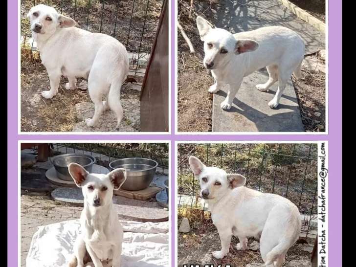 Chienne beige à adopter