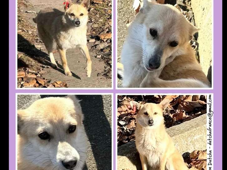 Chienne âgée de 2 ans disponible à l'adoption