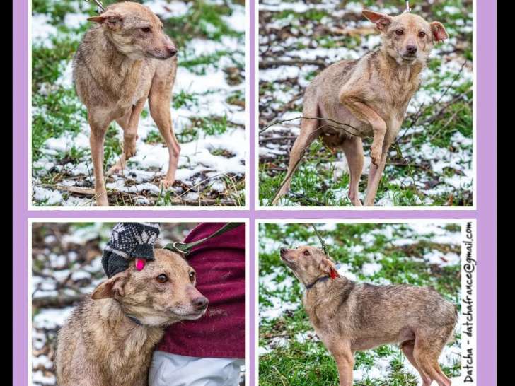 Chienne fauve en attente d’adoption