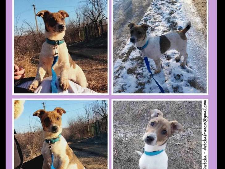 Chiot mâle de 3 mois prêt pour l’adoption