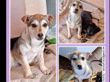 Adoption disponible : chiot femelle de 5 mois