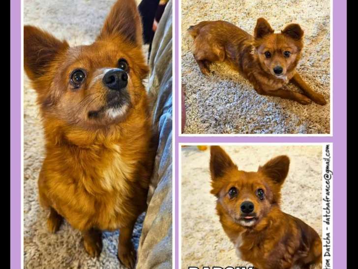 Chien fauve en quête d’une famille