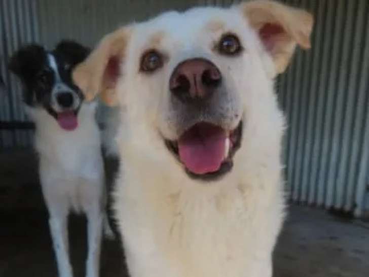 Disponible à l'adoption, chien de 6 ans