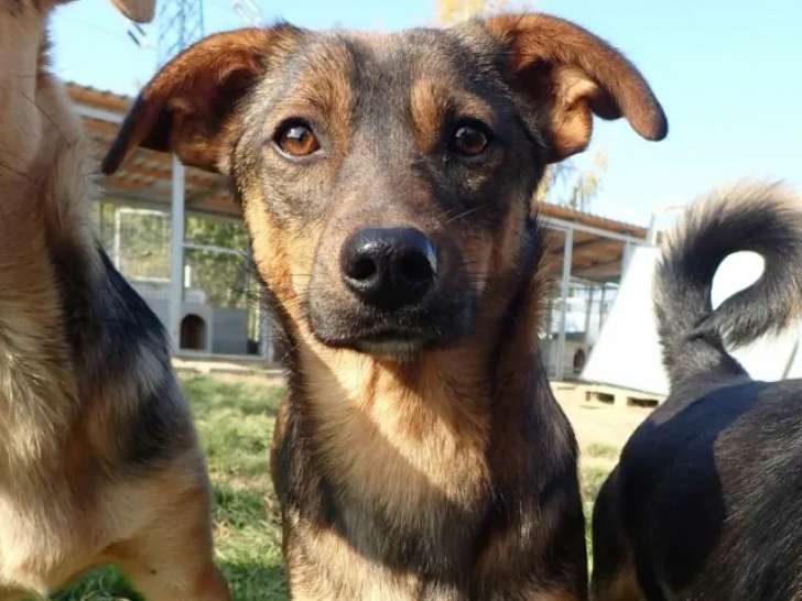 À adopter, chienne d'un an