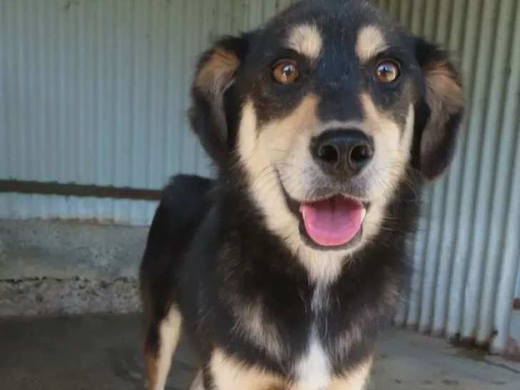 En attente d'adoption, chien âgé de 3 ans