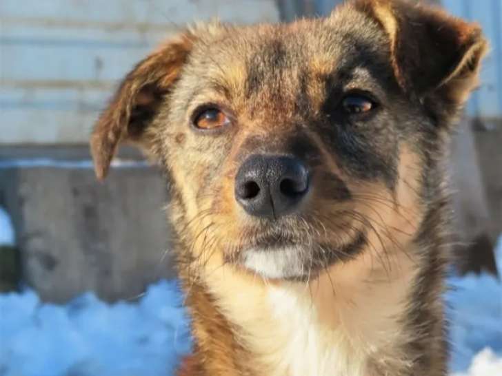 Prête pour l’adoption, chienne de 2 ans