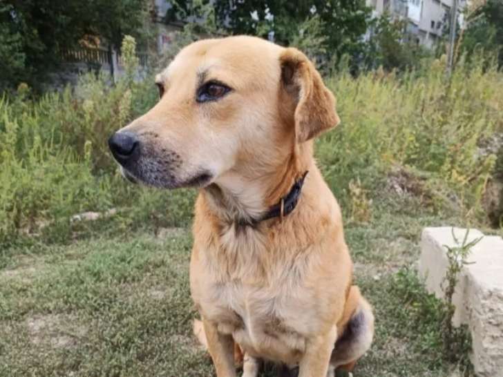 En attente d’une famille, chien de 7 ans