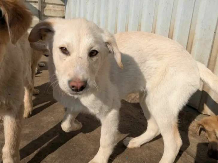 Adoption disponible : chiot mâle de 5 mois