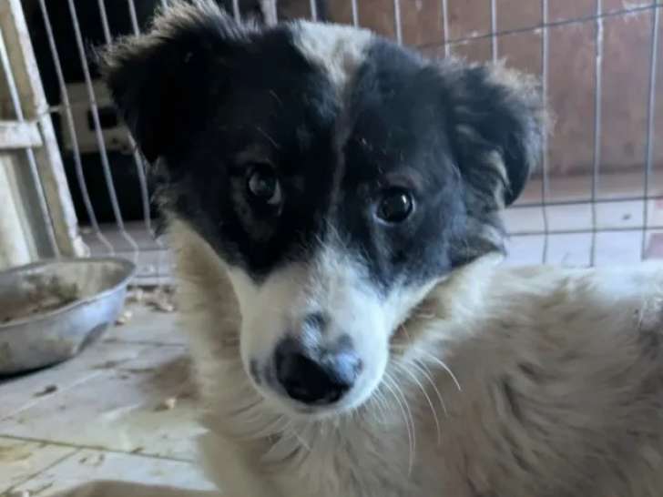 En quête d’un foyer, chiot mâle noir et blanc