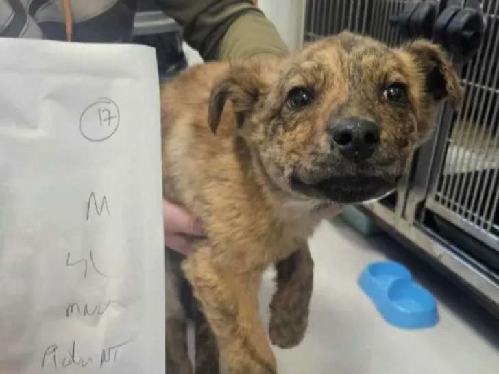 À la recherche d’un foyer, chiot mâle de 4 mois