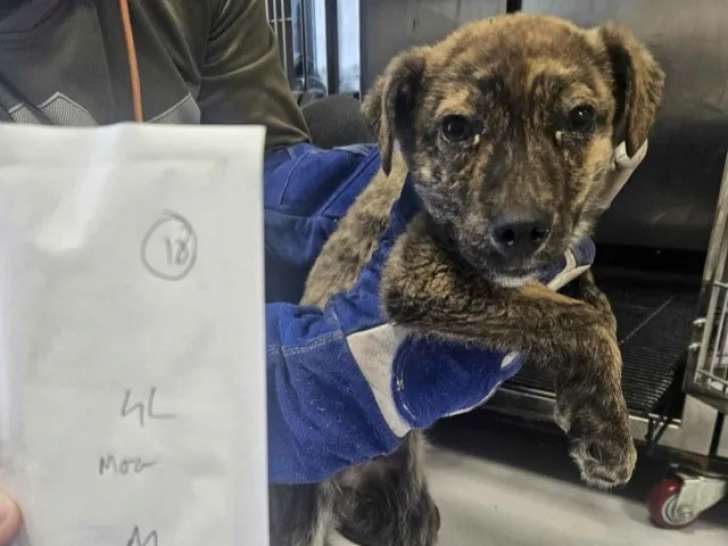 À adopter : chiot mâle bringé