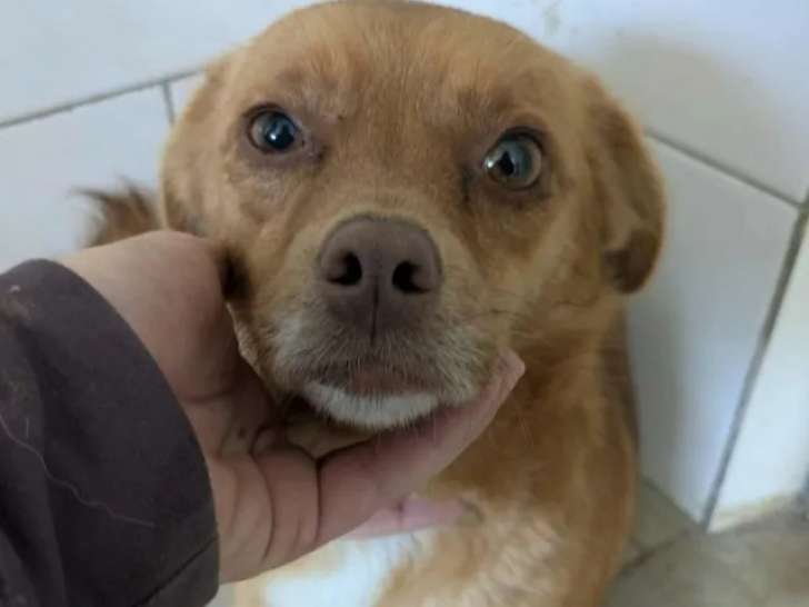 Disponible à l'adoption : chienne de 2 ans