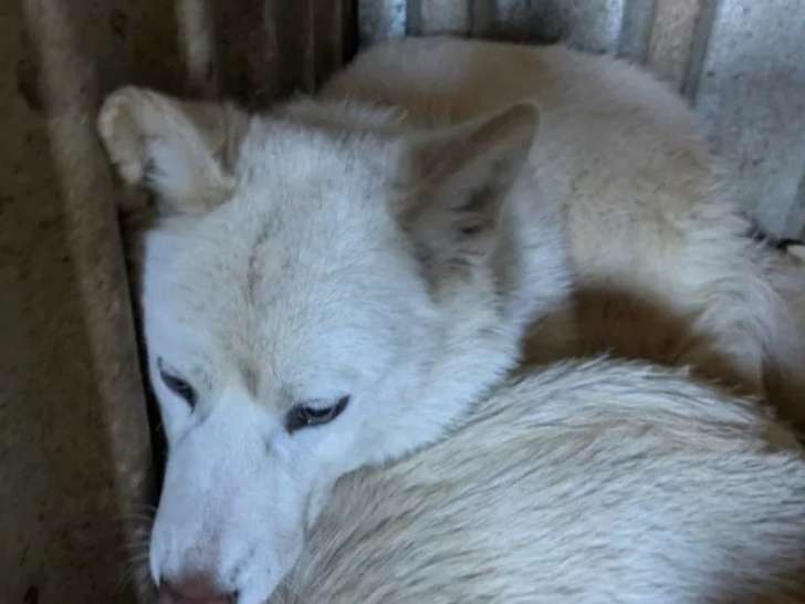 Prête pour l’adoption : chiot femelle blanc