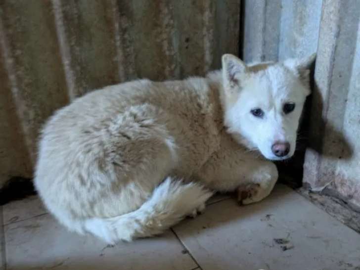 En attente d'adoption : chiot femelle de 9 mois