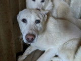 Adoption disponible : chiot femelle de 9 mois