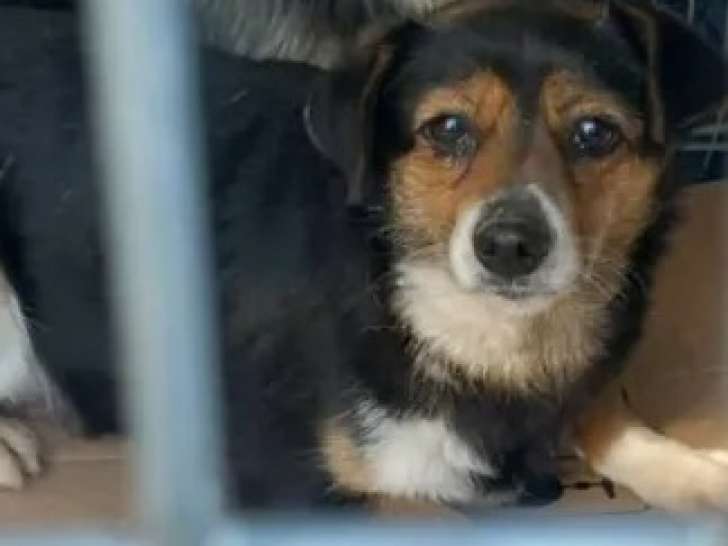 À accueillir : chienne tricolore