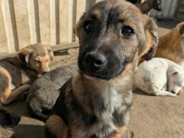 À la recherche d'une famille : chiot femelle de 5 mois