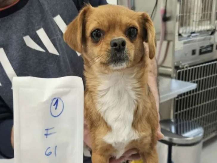 Chiot femelle fauve et blanc disponible à l'adoption