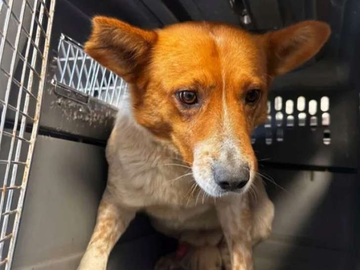 Chien de 3 ans en attente d’adoption