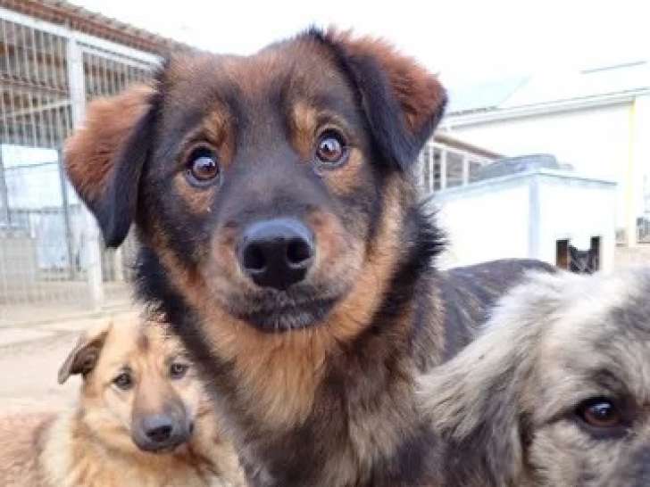 Chien de 3 ans en attente d'une famille