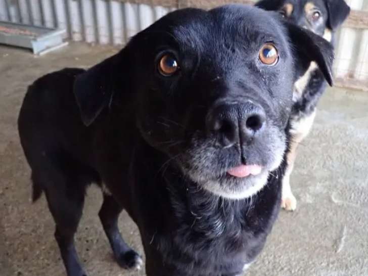 Chien âgé de 7 ans à accueillir