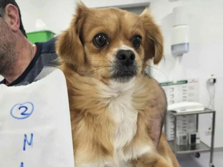 Chien d'un an en attente d'une famille