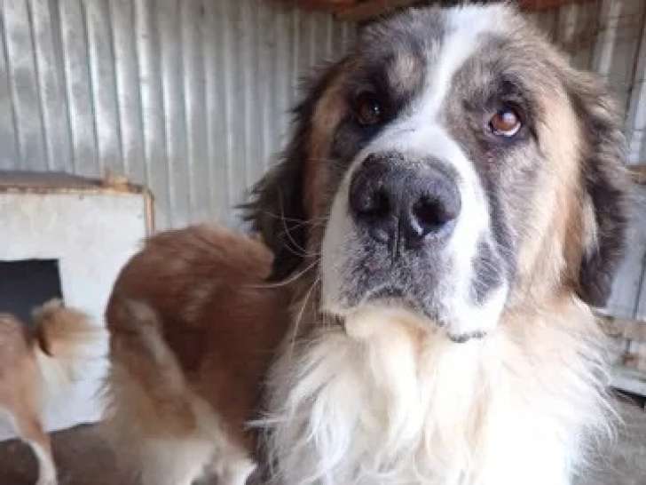 Chien adulte à la recherche d’une famille