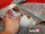Chiots American Stafforshire Terrier LOF à vendre