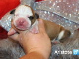 Chiots American Stafforshire Terrier LOF à vendre