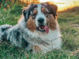 Marley, mâle Berger Australien LOF disponible pour saillie