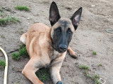 Chiot de race Berger Belge Malinois mâle à vendre
