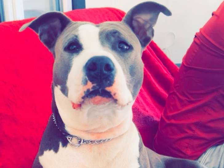 Femelle American Staffordshire Terrier disponible pour saillie