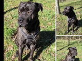 À adopter : chien Cane Corso bringé