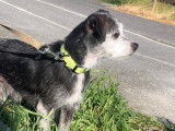 En attente d'adoption : chienne de 14 ans