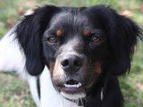 https://www.centrale-canine.fr/lofselect/chien/ugho-boss-de-la-plaine-dadour-8323572