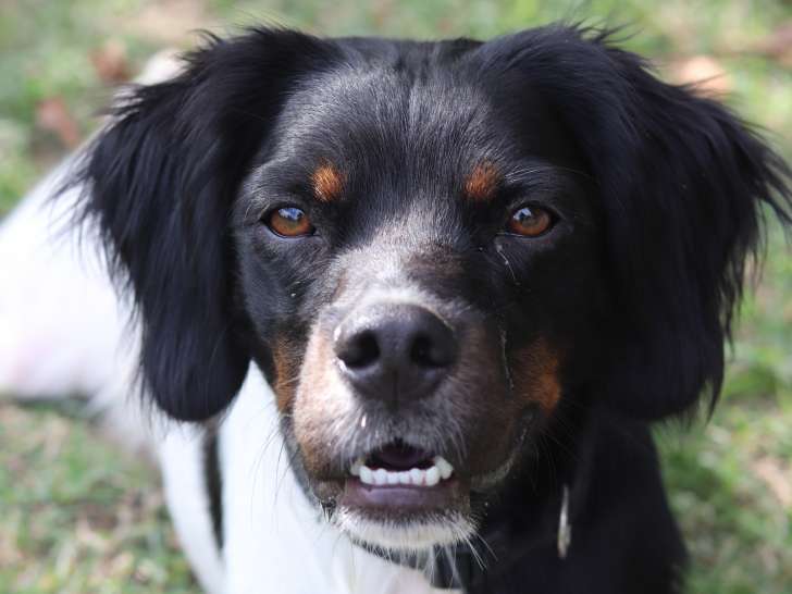 https://www.centrale-canine.fr/lofselect/chien/ugho-boss-de-la-plaine-dadour-8323572
